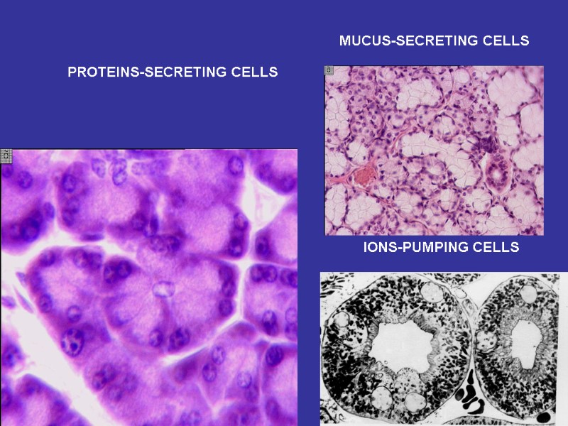 PROTEINS-SECRETING CELLS MUCUS-SECRETING CELLS IONS-PUMPING CELLS